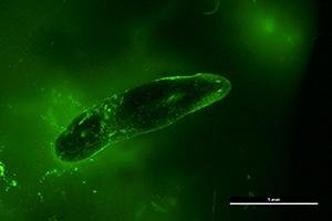 When researchers combined fluorescent dye with known skin irritants and exposed flatworms called planaria, they found significant amounts of dye penetrated deep beneath the worms' outer skin layers. Photo by University of Reading