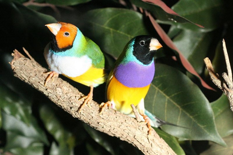 A pair of Gouldian Finches. Photo by Nigel Jacques/CC