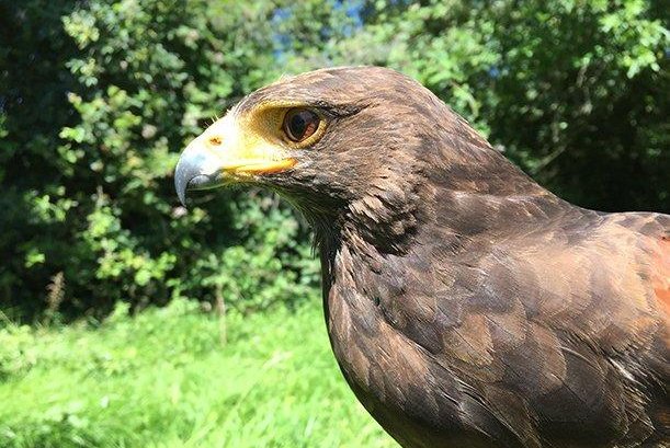 The Harris’s hawk has small eyes but excellent vision. Photo by Simon Potier/Lund University