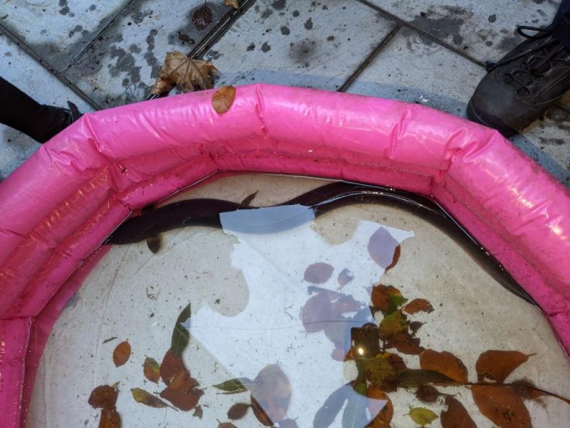 An RSPCA inspector was summoned to a Plymouth, England, home where a resident found an eel flopping around on dry land next to their back door. The resident placed the eel into a child's waiting pool while awaiting the rescuer. Photo courtesy of the RSPCA