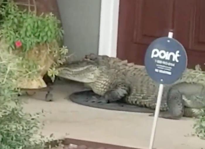 An approximately 8-foot alligator drew a crowd as it strolled up to a Louisiana family's front door on Sunday afternoon.  Screen capture/Eddie Bruce/Facebook