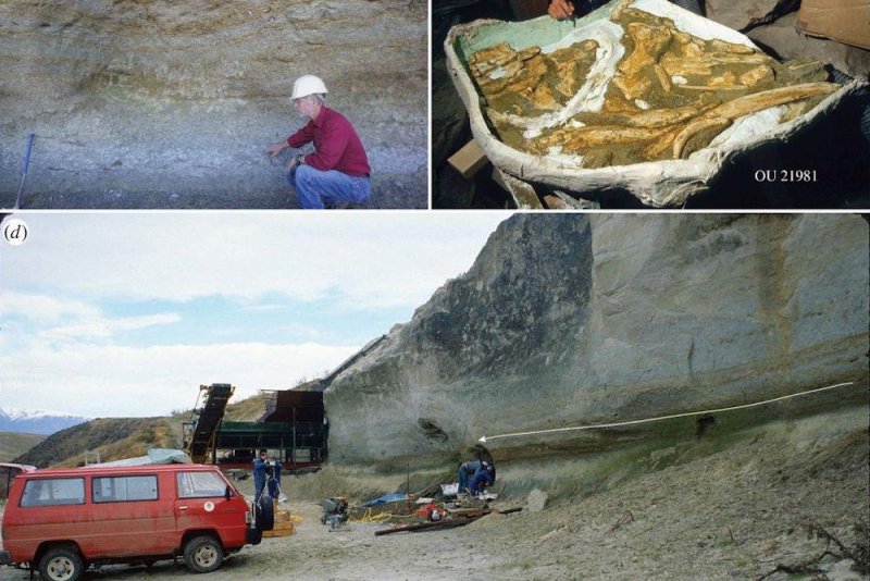 New species of ancient whale found in New Zealand