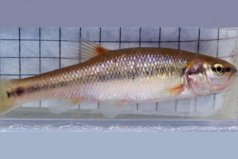 Urban fish grow into different shapes than their rural relatives