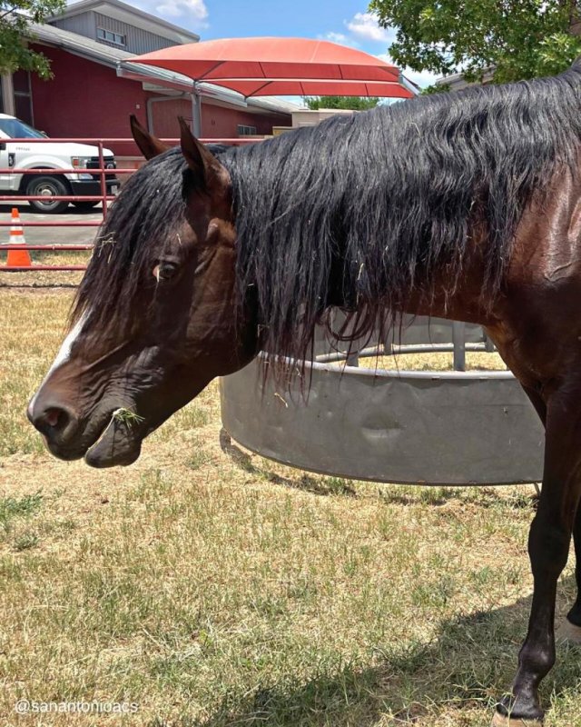 City of San Antonio Animal Care Services said officials are trying to find the owner of a mystery horse found wandering a San Antonio neighborhood. Photo courtesy of City of San Antonio Animal Care Services/Facebook
