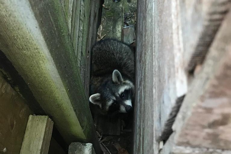 Animal rescuers in Britain were called to the home of an elderly couple who spotted a raccoon wedged between two walls in their garden. Photo courtesy of the RSPCA