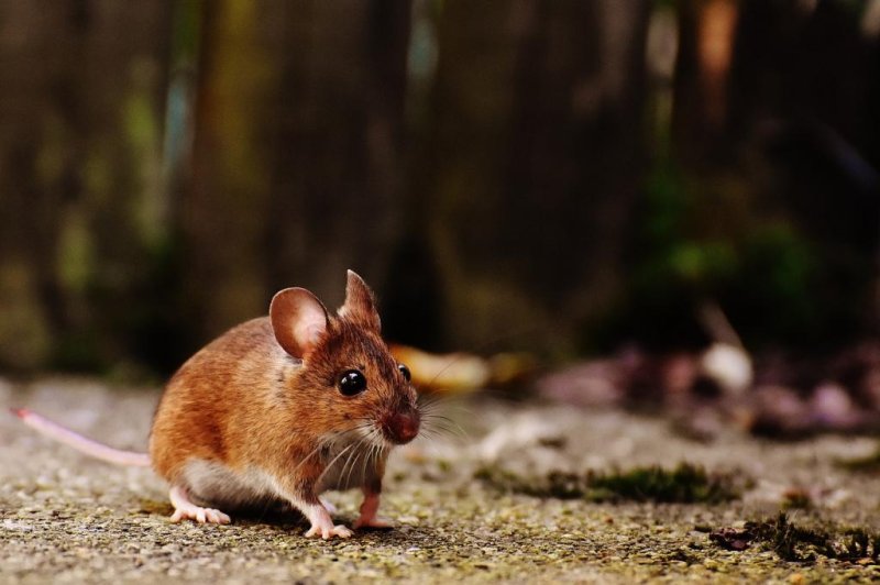 Tests involving lab mice showed the fight or flight response is triggered by the skeletal system. Photo by <a href="https://pixabay.com/photos/mouse-rodent-cute-mammal-nager-1708347/">Pixabay</a>/CC<br>