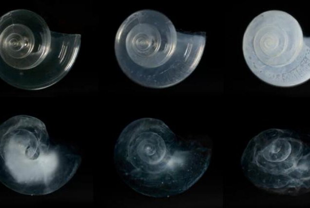 By the end of the 21st century, ocean acidification could dissolve the shells of many marine organisms, including pteropods, or "sea butterflies." Photo by NOAA