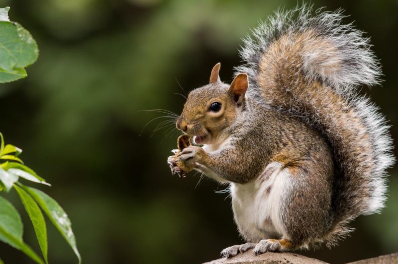 Squirrel virus may have killed 3 German men