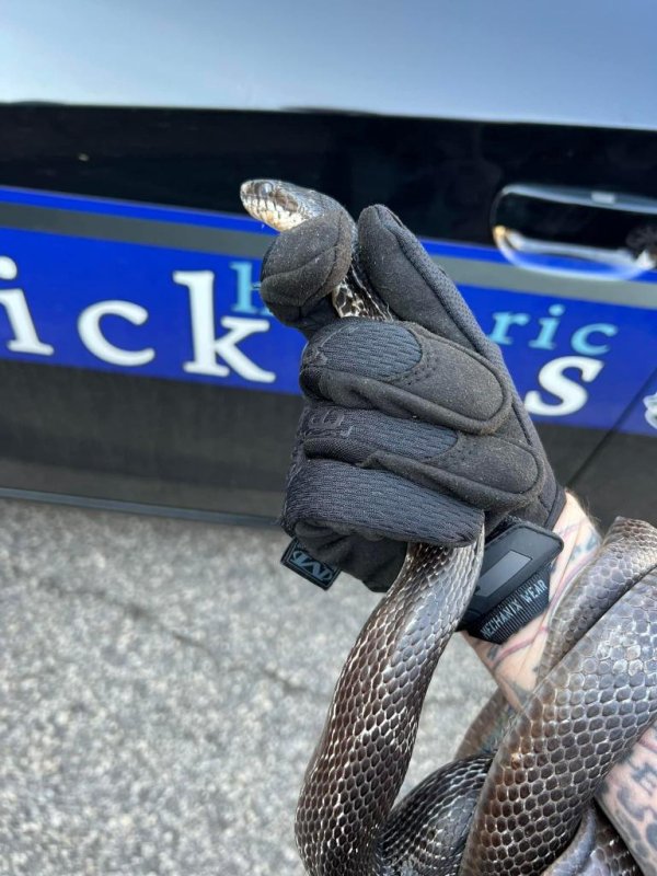Police in Pickens, S.C., said they were summoned to a home to foil an attempted home invasion by a black rat snake. <a href="https://www.facebook.com/photo/?fbid=254105286912729&amp;set=pcb.254105726912685">Photo courtesy of the Pickens Police Department/Facebook</a>