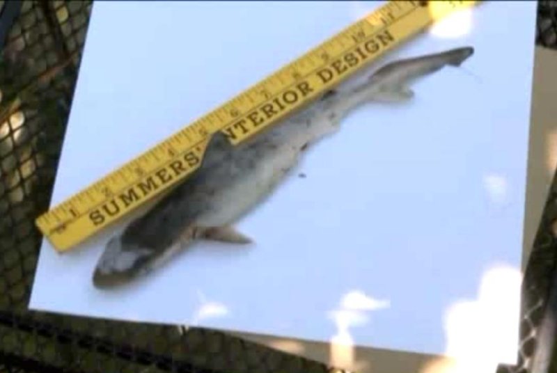Shark drops from the sky into Virginia woman's yard