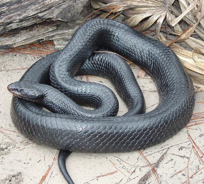 The&nbsp;Alabama Wildlife and Freshwater Fisheries Division said an eastern indigo snake found this week in the Conecuh National Forest is only the second of its species to be found in the wild in Alabama in more than 60 years. <a href="https://commons.wikimedia.org/wiki/File:Eastern_Indigo_Snake.jpg">Photo courtesy of the U.S. Army/Wikimedia Commons</a>