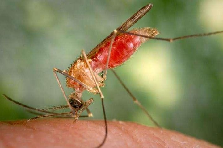 Purdue researcher: We shouldn't eliminate mosquitoes