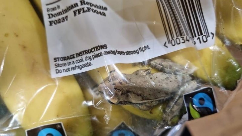 A Hispaniolan common tree frog was rescued after stowing away from the Dominican Republic to England in a bag of bananas. Photo courtesy of the RSPCA