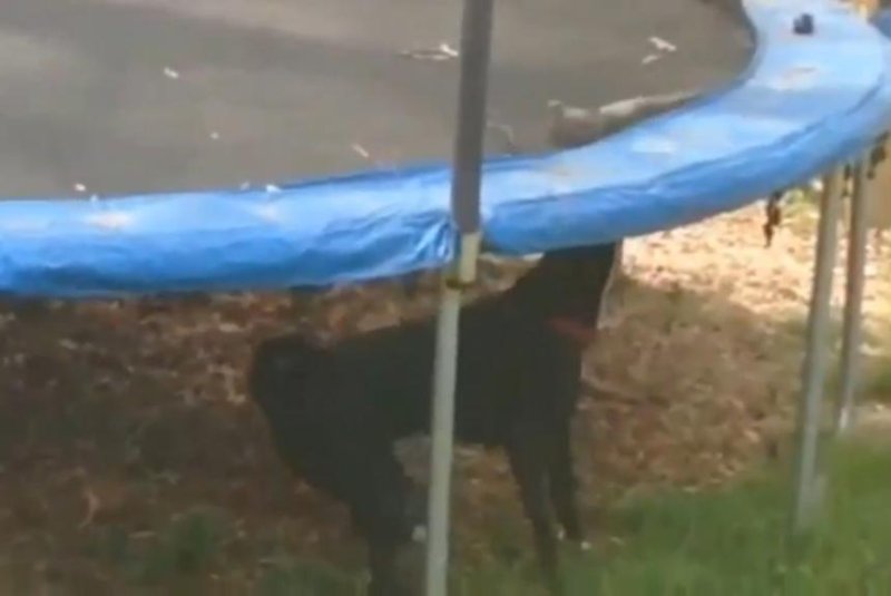 Dog bumps bottom of trampoline to help bird bounce