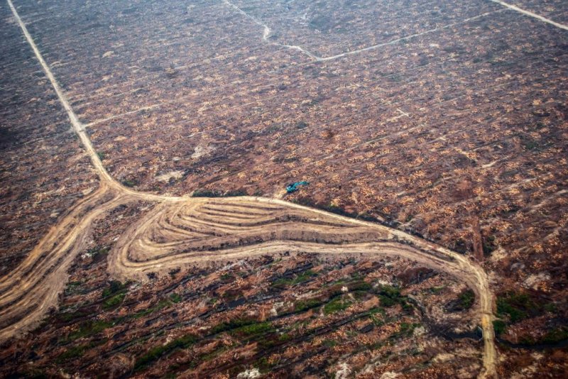 In Indonesia and across Southeast Asia, forests and national parklands are burnt and cleared to make way for expanding palm oil plantations. Photo by Rony Muharrman/European Pressphoto Agency