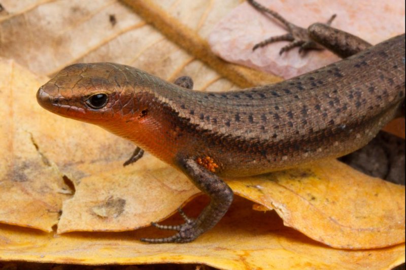 Weather-worn lizards more likely to survive climate change