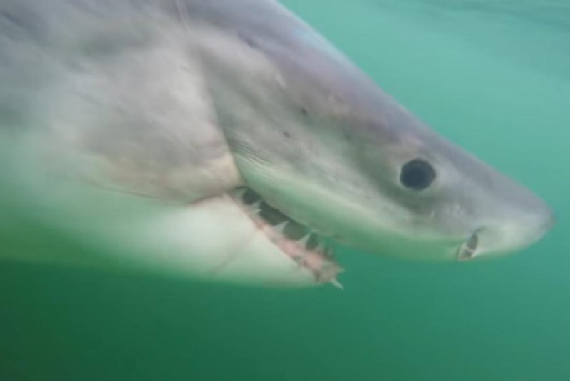 Great white shark bites fishing boat off South Carolina