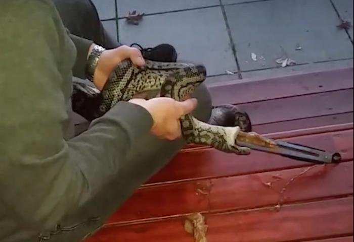 Workers at an automotive repair shop in Australia help pry a pair of barbecue tongs that were stuck in a snake's jaw, as it attempted to regurgitate them.  Screen capture/Dario Caravans and Repairs/Facebook