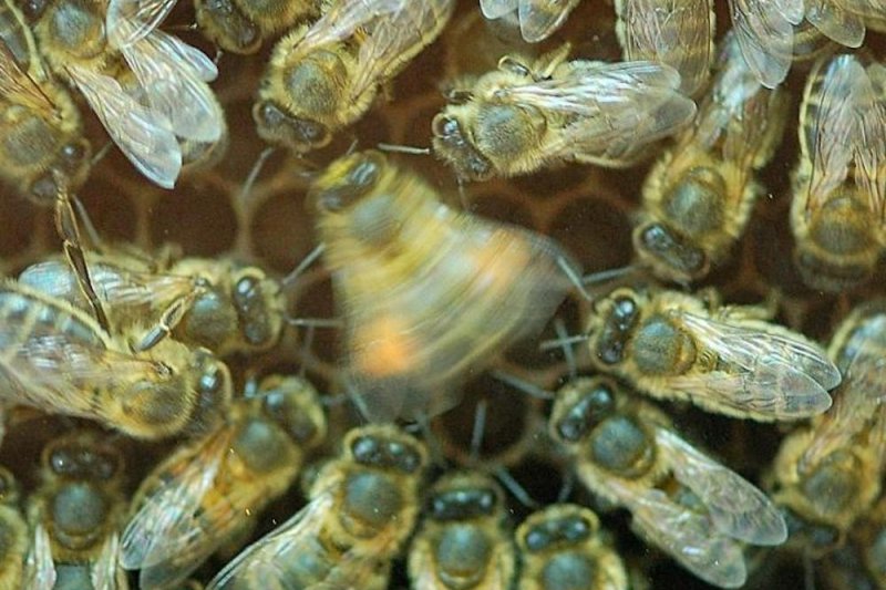Bees' waggle dance becomes nonsense in some human-influenced environs