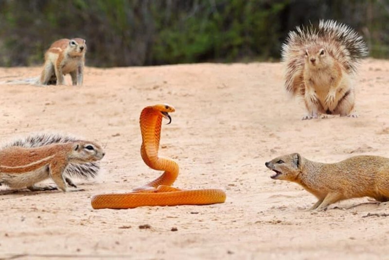 Squirrels and a mongoose protect their young from a cape cobra. Photo from LatestSightings.com