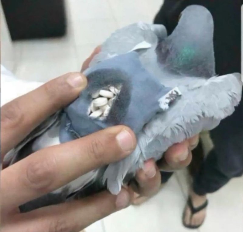 Customs officials in Kuwait said they intercepted a pigeon smuggling drugs from Iraq in a tiny backpack. Screenshot: KDAF-TV