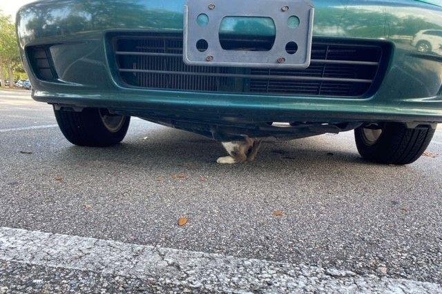 Stuck cat rescued from underneath car in Florida