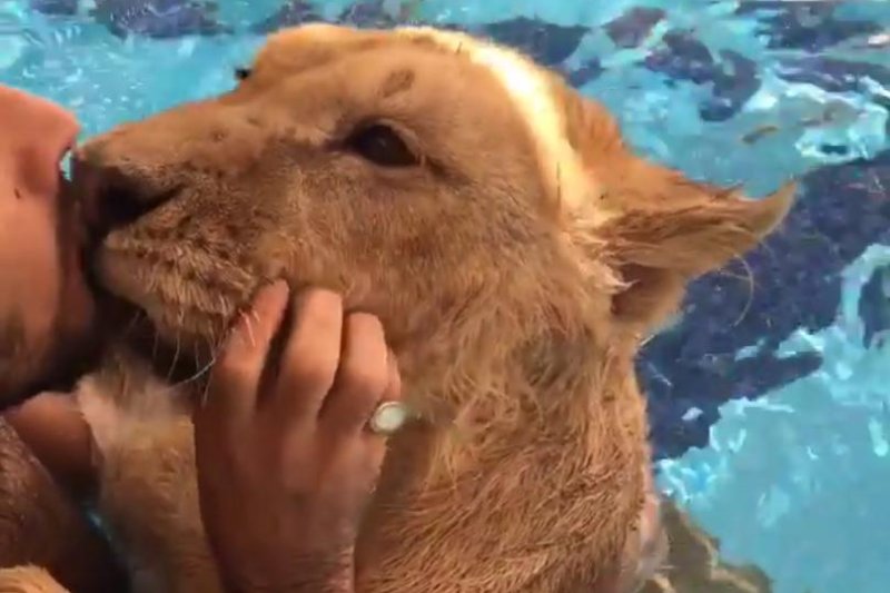 A lion gets a kiss from his owner while playing in a swimming pool. Screenshot: Newsflare