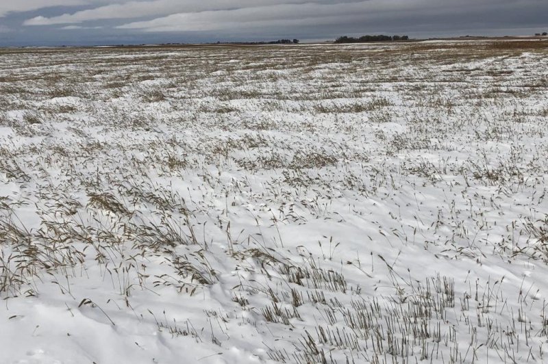 Farmers fight through snow, freezing weather to harvest crops