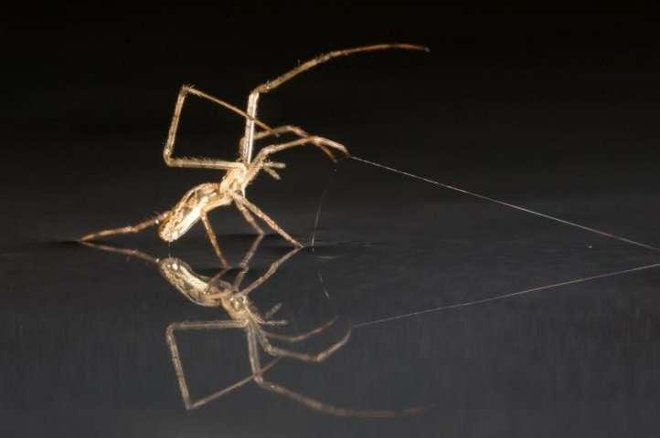 A sailing spider employs its silk anchor. Photo by Alex Hyde/Natural History Museum, London