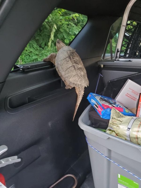 A turtle found in the parking lot of the Edmonton State Bank in Glasgow, Ky., was given a ride in the back of a police cruiser. Photo courtesy of the Glasgow Police Department/Facebook