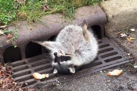 Police, animal control and public works employees responded to a Zion, Ill., sewer grate to rescue a well-fed raccoon that got itself stuck between the grate and the curb. Photo courtesy of the Zion Police Department