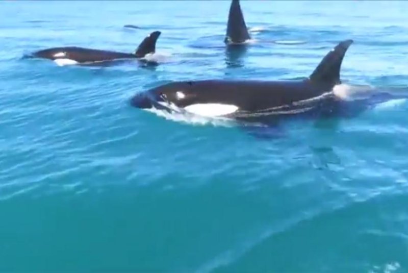 A pod of playful orcas swim with a jet ski off New Zealand. Screenshot: Storyful