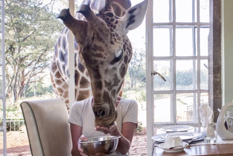 A giraffe pokes its head through a window at Giraffe Manor in Nairobi to receive a treat from a guest. Seeker Stories/YouTube video screenshot
