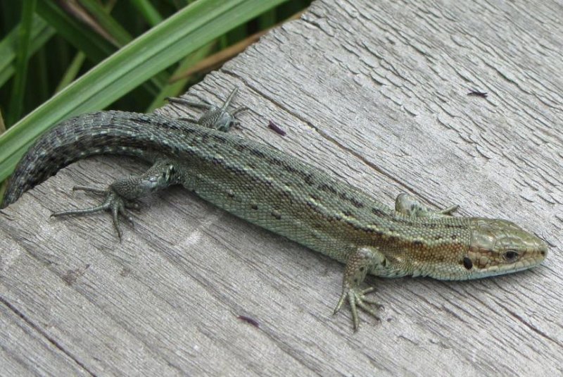 New research showed temperature increases kill bacteria in the guts of common lizards. Photo by BabelStone/Wikimedia/CC