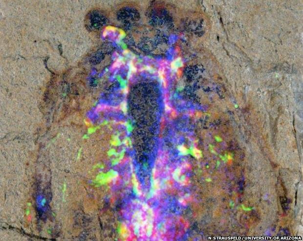 Clawed fossil had spider-like brain (University of Arizona)