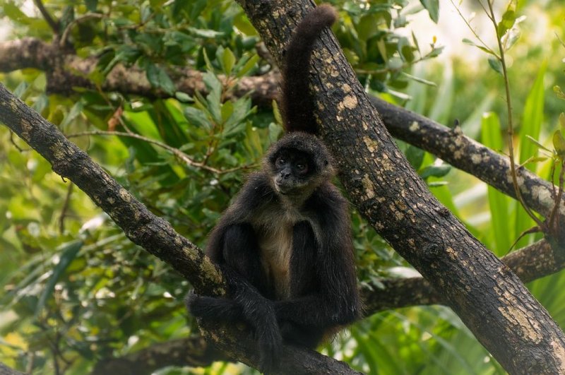 A Biloxi, Miss., family was reunited with their pet spider monkey about 24 hours after the primate's escape. Photo by RonaldPlett/Pixabay.com