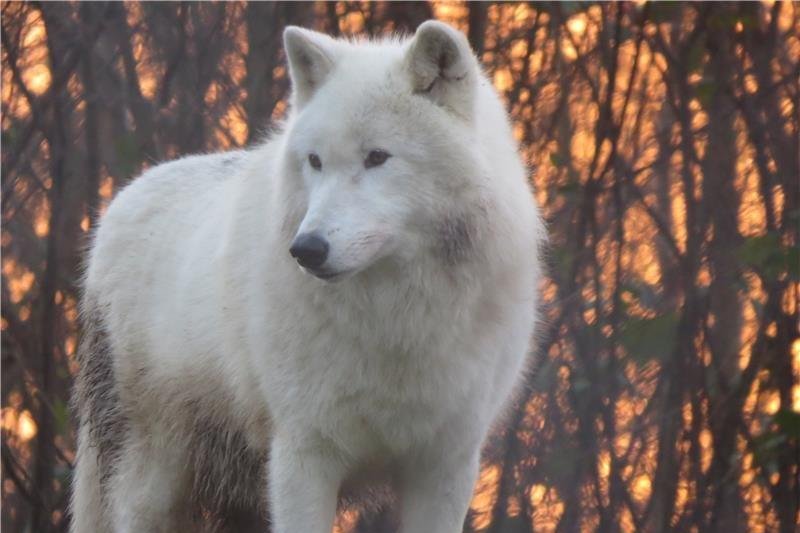 Scientists identify howling dialects of wolves