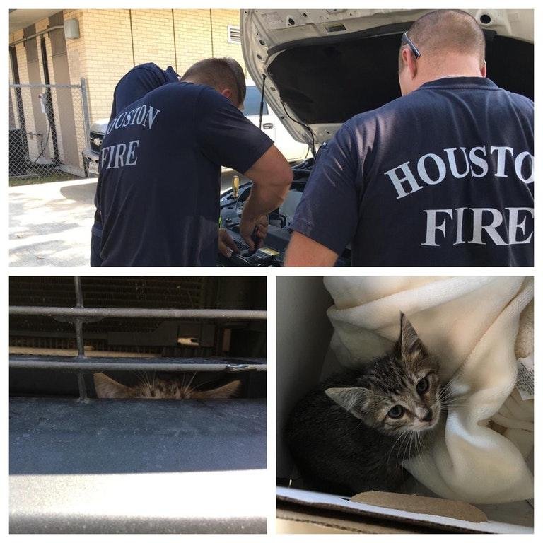 Firefighters in Texas helped rescue a tiny kitten that was found hiding inside a woman's car engine as she drove to work.  Photo by Rightmeyow/Reddit