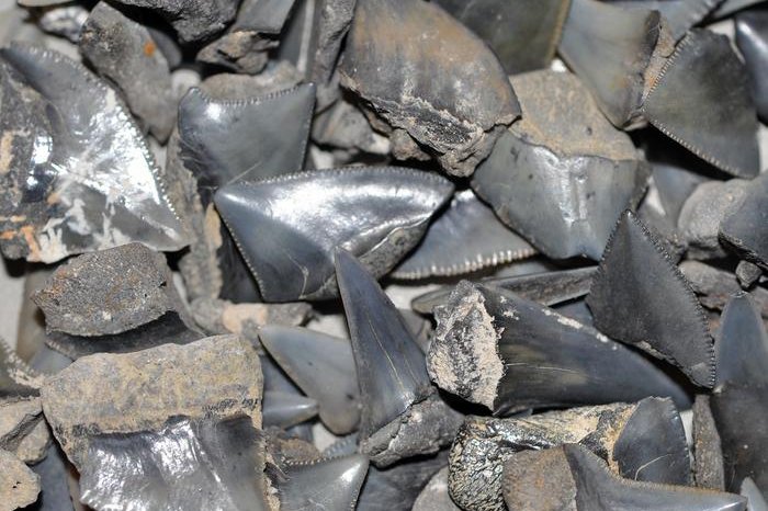 Researchers analyzed more than 1,000 fossil shark teeth to better understand how shark diversity was affected by the K-Pg extinction event. Photo by Benjamin Kear, Bazzi M et. al/PLOS Biology
