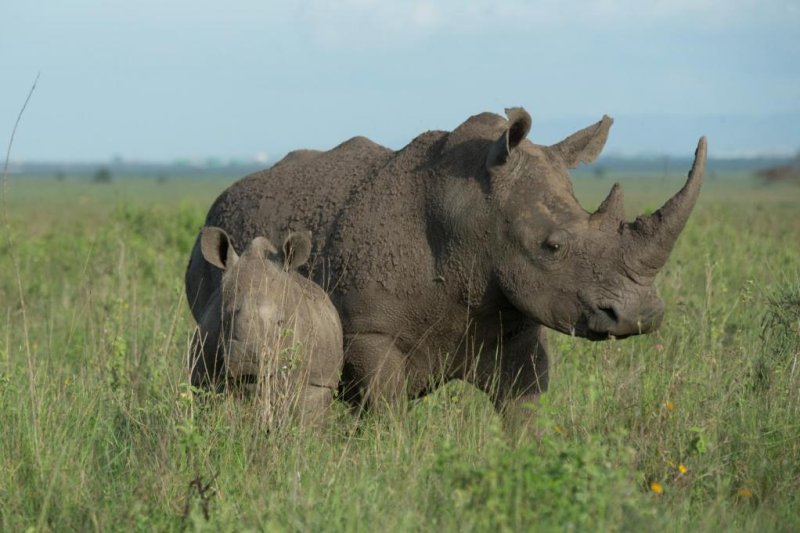 Species with slow reproductive rates, like rhinos, are especially vulnerable to climate change. Photo by Julie Larsen Maher/WCS