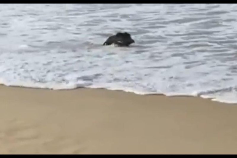 A boar enjoys a day of surf and sun at an Elba, Italy, beach. JukinMedia video screenshot