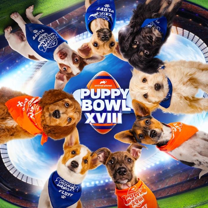 "Puppy Bowl XVIII" will feature 118 dogs and "Sesame Street" characters Elmo and Tango as guests. Photo courtesy of Animal Planet