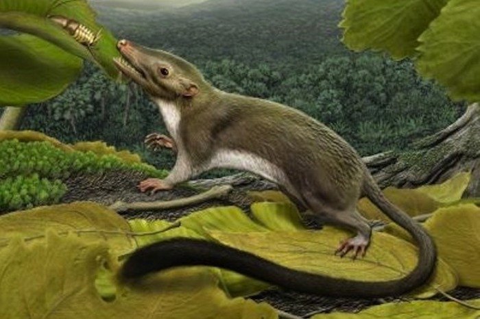 Earliest mammal ancestor described
