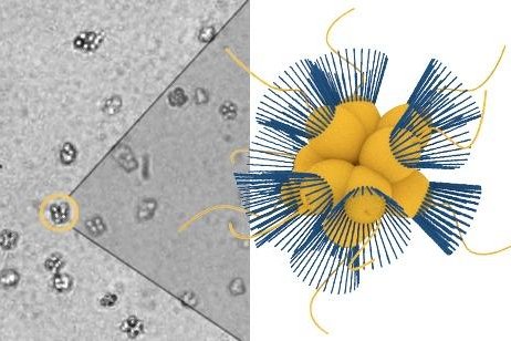 Study: Choanaflagellates navigate to oxygen