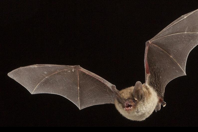 The U.S. Fish and Wildlife Service on Tuesday reclassified the northern long-eared bat as an endangered species, which is threatened by white-nose syndrome, a fungal disease. Photo courtesy of Illinois Department of Natural Resources