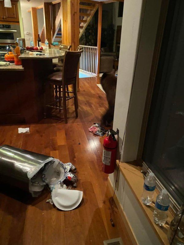 A bear entered an Airbnb in the Northstar, Calif., area and ransacked the house while the occupants hid in other rooms. Photo courtesy of CHP-Truckee/Facebook