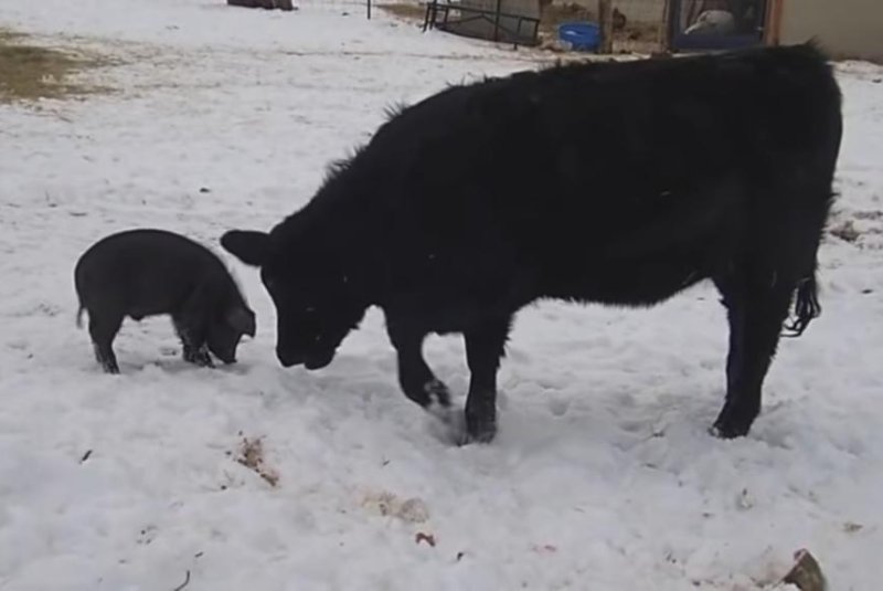 A cow makes friends with a pig and a dog in Montana. Screenshot: Newsflare