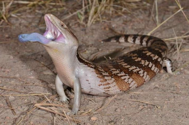 A bluetongue skink unfurls its ultraviolet tongue to scare away an attacker. Photo by Shane Black/Springer