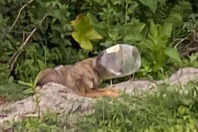 Animal rescuers in Florida said it took four days to track down a coyote so a plastic tub could be removed from around its neck. Photo by WILD Florida Rescue/Facebook