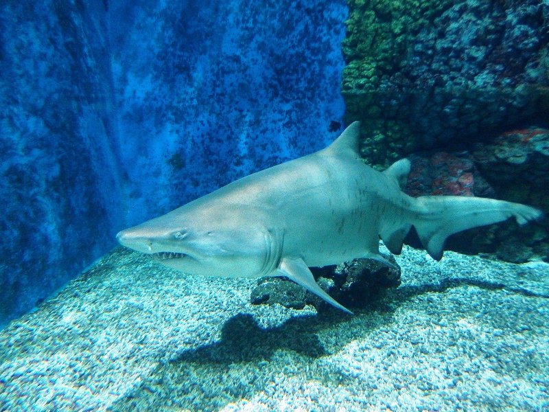 British conservationists appealed Monday for trophy hunters who took the head of a rare Smalltooth Sandtiger Shark, like the one pictured here, to hand it in so that they can study and catalog it. File Photo by Palickap/Wikimedia Commons